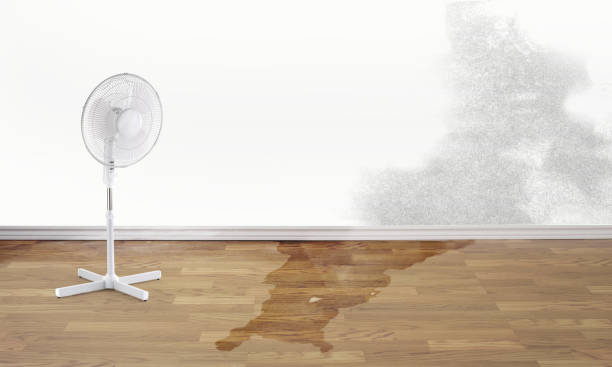 Best Basement water damage restoration  in Springfield, SD